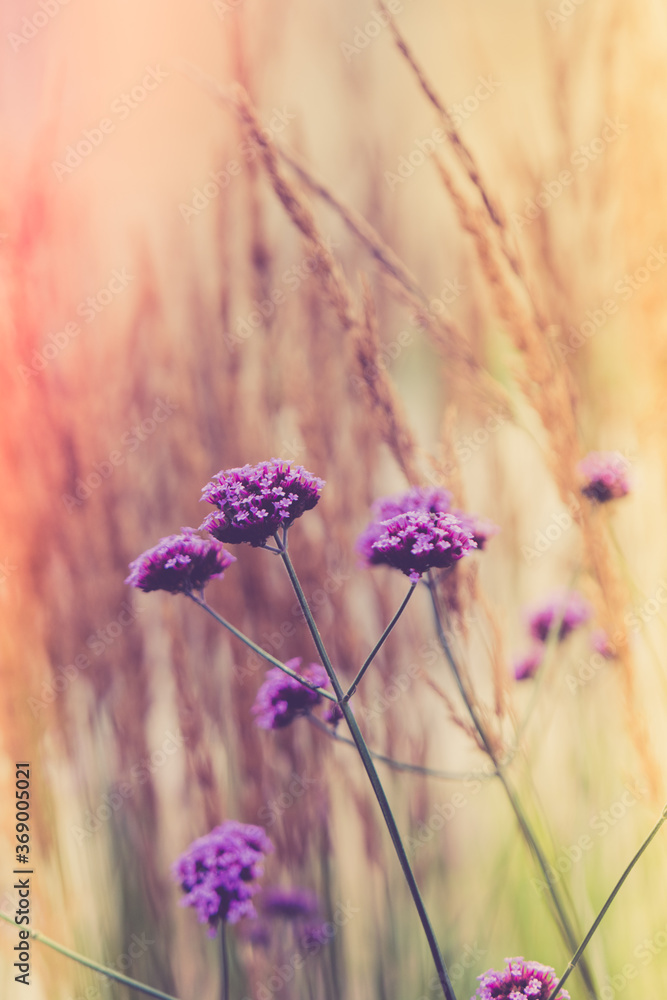 Obraz premium Verbena flower with beautiful diffused soft background