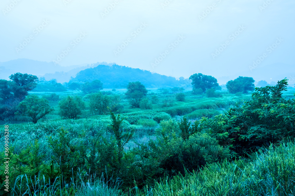 Fantastic landscape of foggy and misty with fresh green field and tree. Fantastic landscape of foggy and misty with fresh green field and tree.