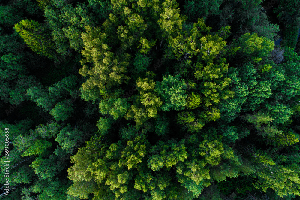 An aerial of a lush summery mixed boreal forest in Estonian nature, Northern Europe. 