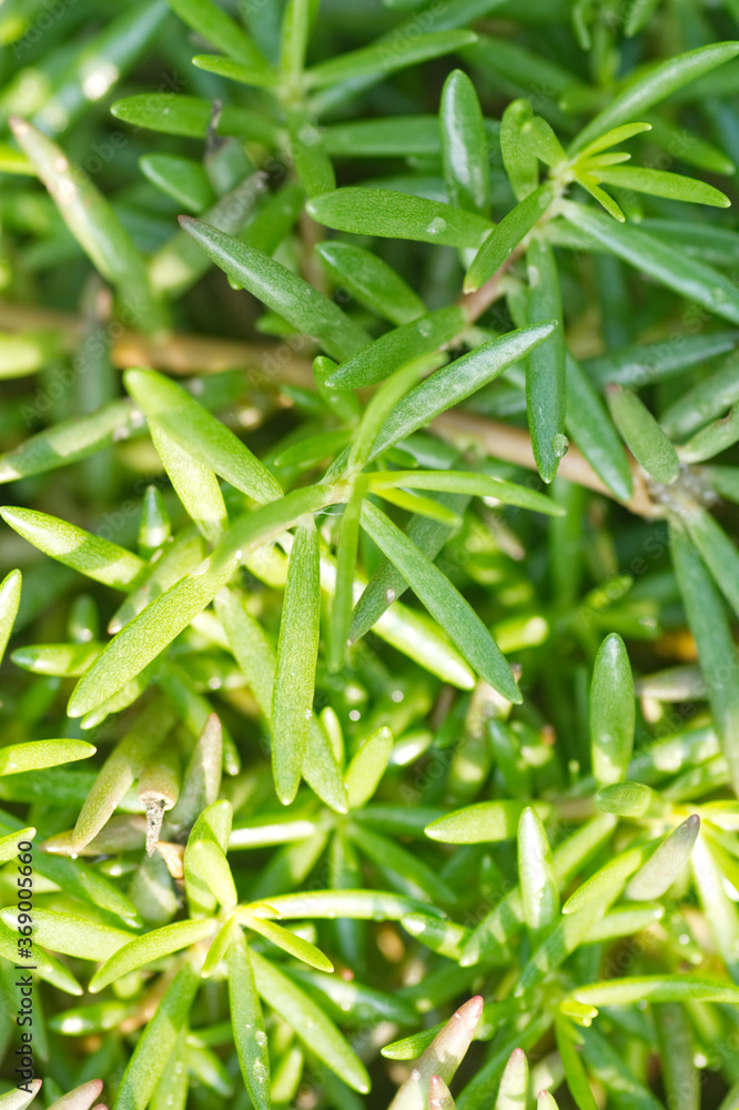 Portulaca green leaves in garden Portulaca green leaves in garden