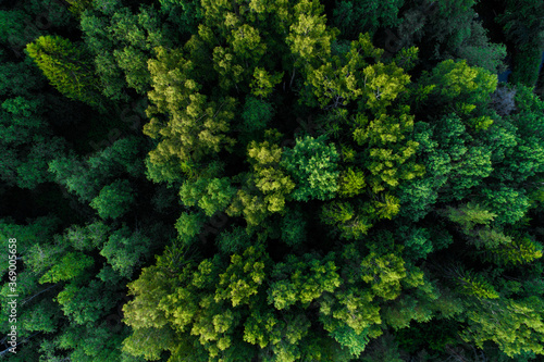Картината върху платно An aerial of a lush summery mixed boreal forest in Estonian nature, Northern Europe