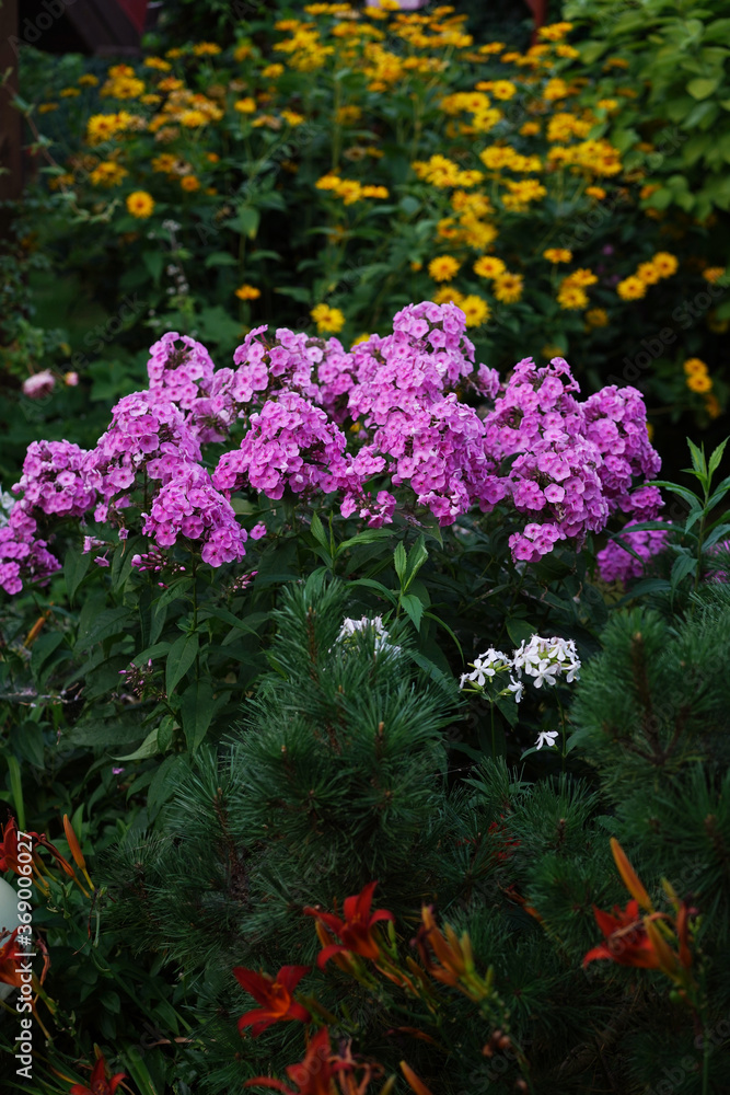 Obraz premium flower bed with phloxes, daylilies and mountain pine