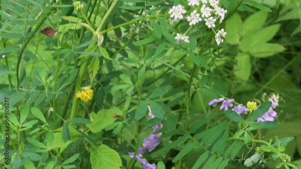 4k. Meadow flowers sway in the wind in a summer day plant Wheatgrass creeping 4k. Meadow flowers sway in the wind in a summer day plant Wheatgrass creeping