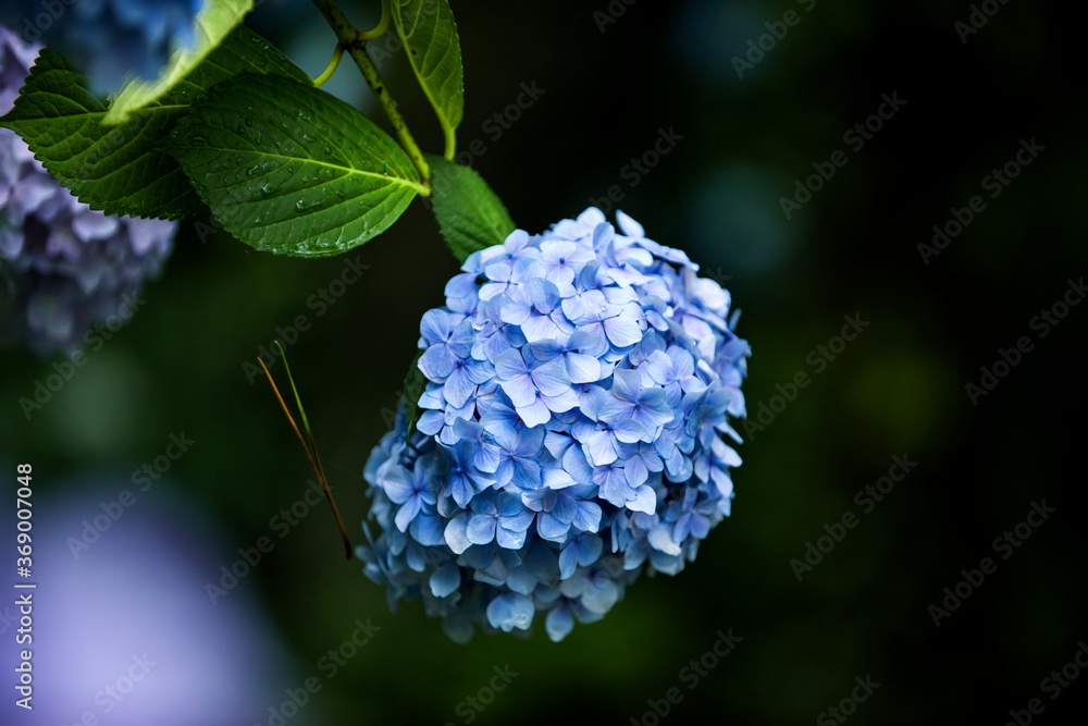 Beautiful purple and blue color Hydrangea macrophylla serrsta flowers in the garden at early summer. Beautiful purple and blue color Hydrangea macrophylla serrsta flowers in the garden at early summer.