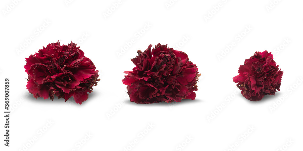 Red Carnation on a pink background,with clipping path,Red carnations are flowers that convey love. Roughly please see My love too If you want someone who secretly likes red carnations to be suitable Red Carnation on a pink background,with clipping path,Red carnations are flowers that convey love. Roughly please see My love too If you want someone who secretly likes red carnations to be suitable
