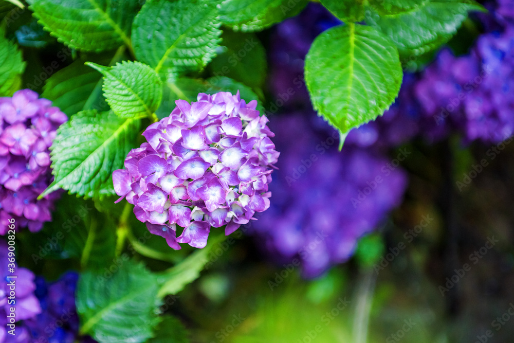 Beautiful purple and blue color Hydrangea macrophylla serrsta flowers in the garden at early summer. Beautiful purple and blue color Hydrangea macrophylla serrsta flowers in the garden at early summer.
