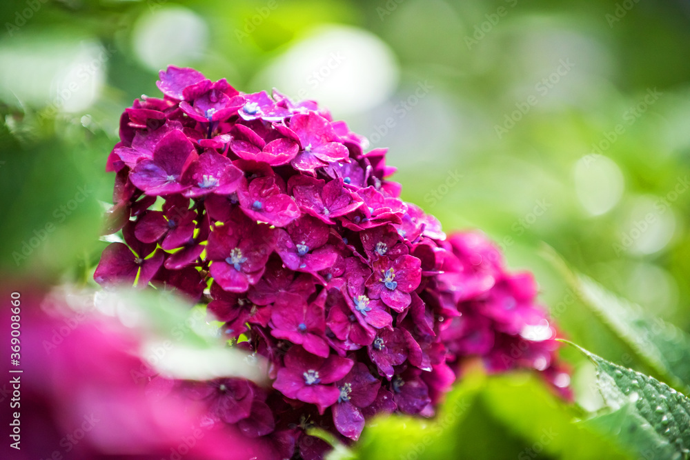 Fototapeta premium Beautiful pink and red color Hydrangea macrophylla flowers in the garden at early summer.