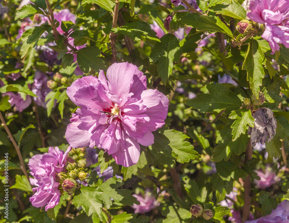 Pink double Hibiscus syriacus flowers are blooming on garden in summer. Pink double Hibiscus syriacus flowers are blooming on garden in summer.