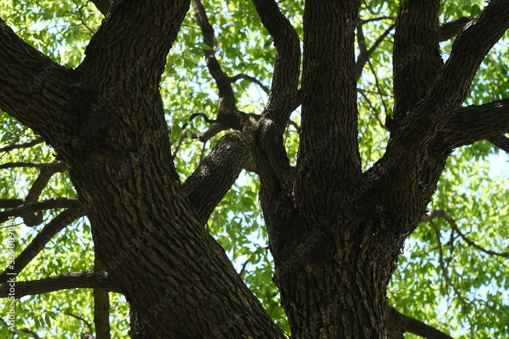 close up tree branches with lush green leaves on sunny day close up tree branches with lush green leaves on sunny day