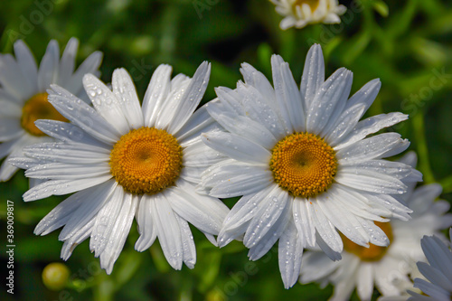 Two marguerites with water drops on the flower  green background.
