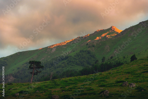 Mountain meadow with a tree on the background of a mountain slope with clouds at sunset