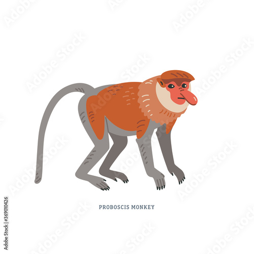Proboscis monkey. Nasalis larvatus or long-nosed monkey.