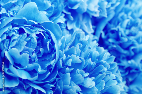 Beautiful blue peony flowers