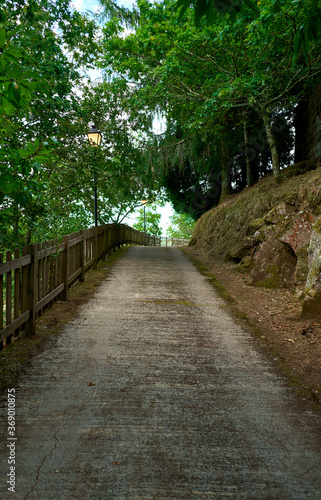 cement road surrounded by greenery with wooden fence