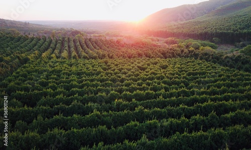 Macadamia Orchard with Sunset