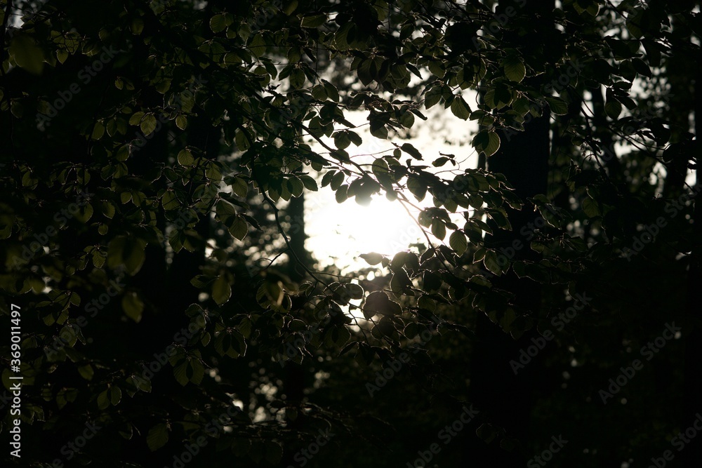 Fototapeta premium Verborgenes Licht 