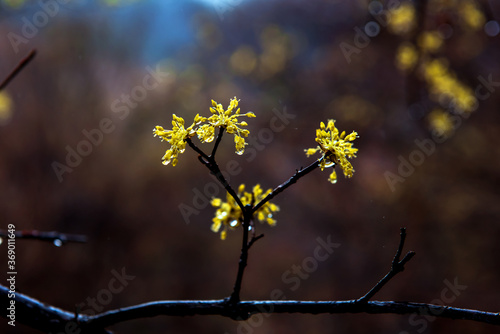 Beautiful yellow japanese cornel,Cornus Officinalis flowers on eary spring.