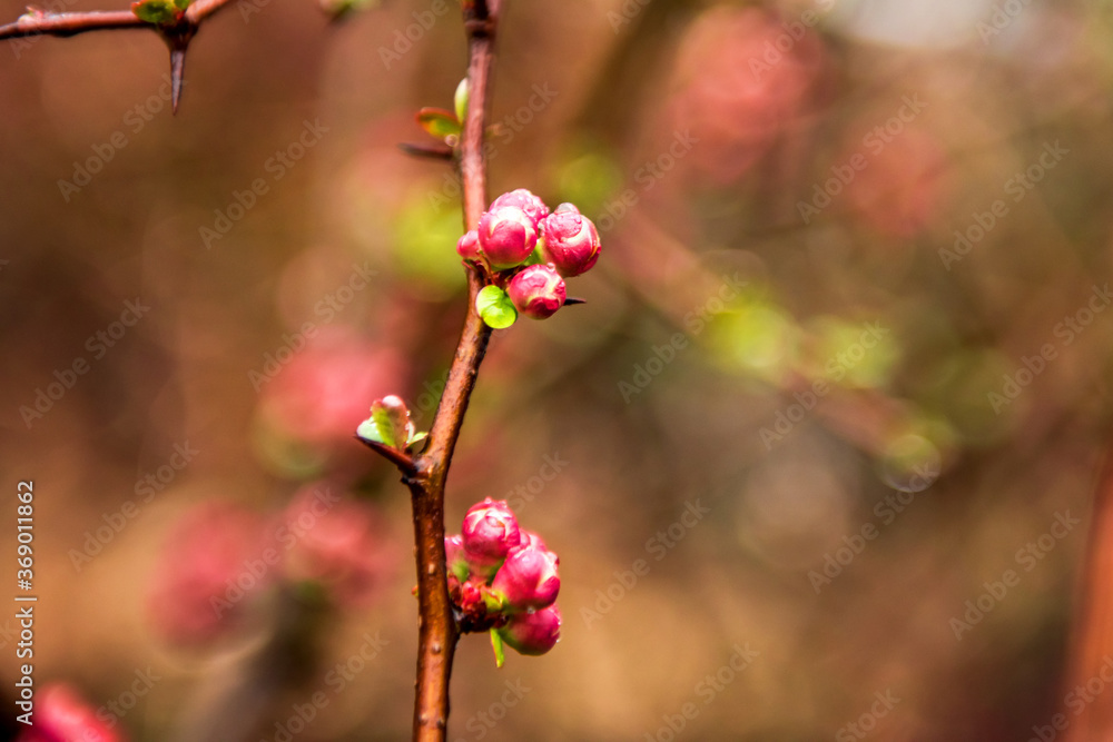 Beautiful wild red flowers on early spring. Beautiful wild red flowers on early spring.