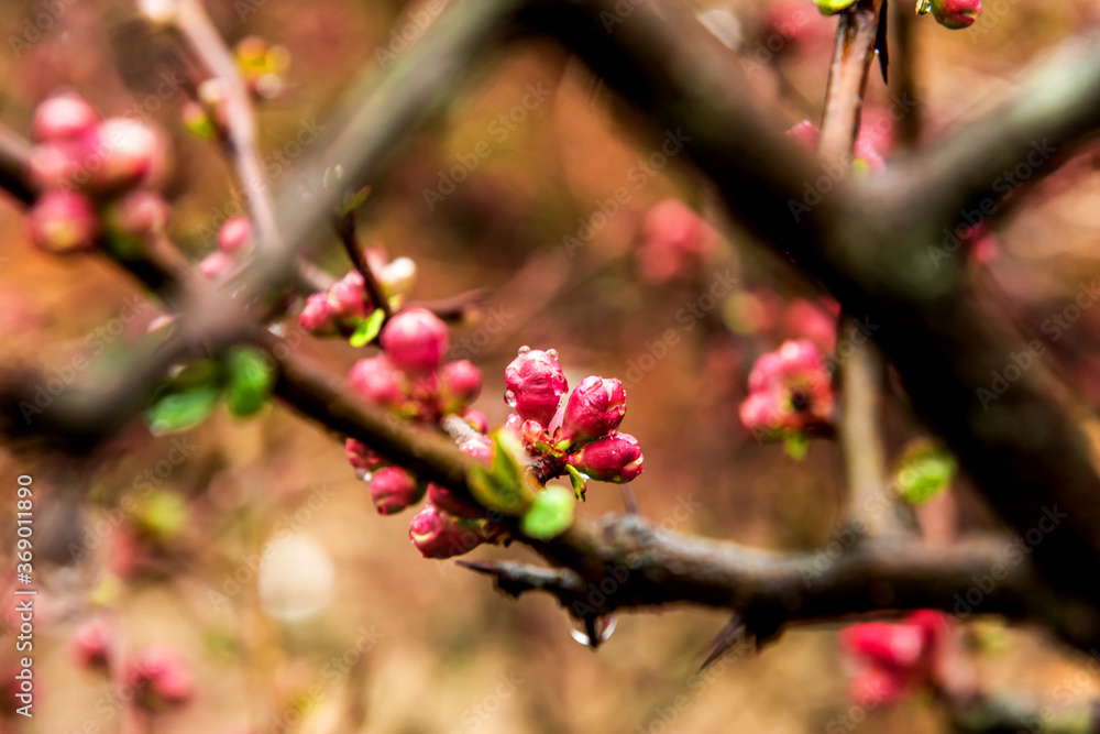 Beautiful wild red flowers on early spring. Beautiful wild red flowers on early spring.
