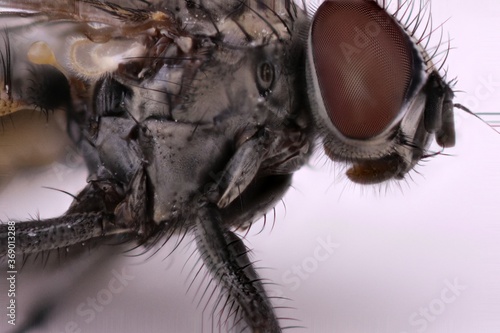 Fly