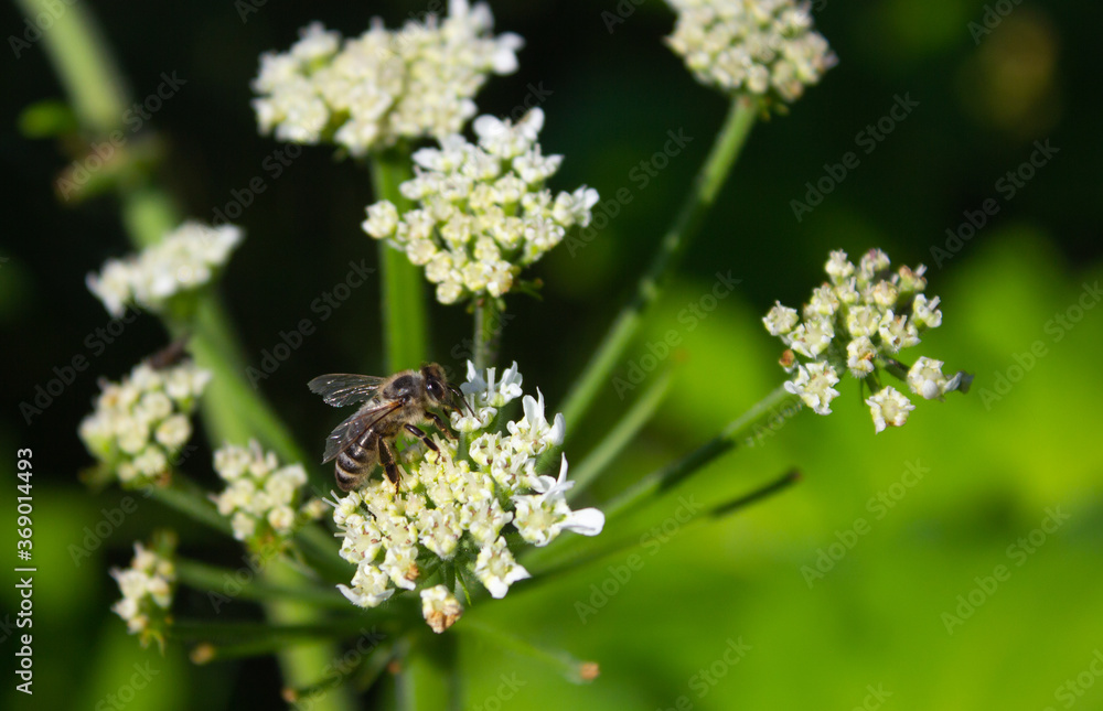 bee collects nectar on a white flower in the field
bee collects nectar on a white flower in the field