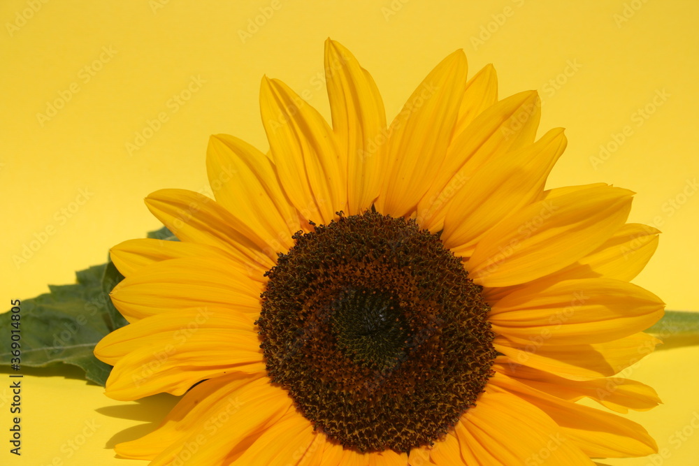 Obraz premium an incredible young sunflower on the yellow background