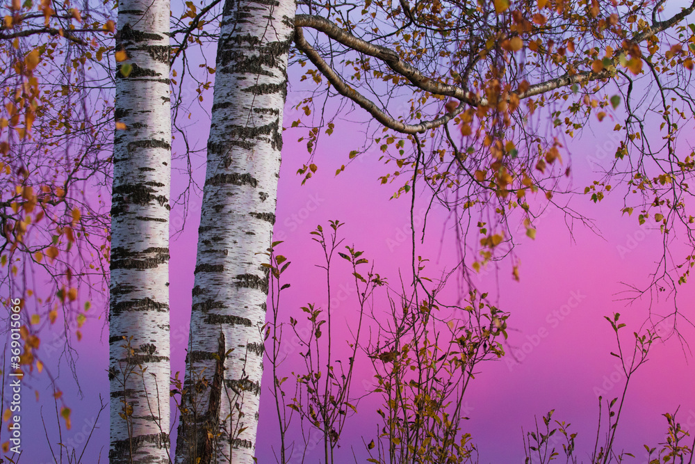 Fototapeta premium White barked Silver Birch during a colorful sunset with pink background on autumn foliage in Estonian nature. 