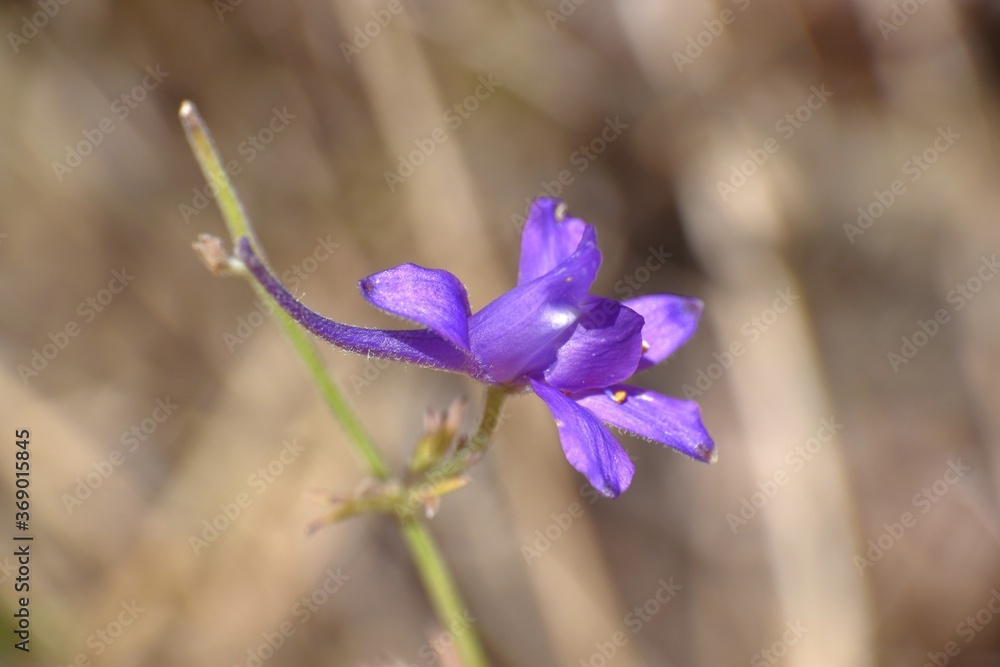 Side view of Consolida regalis Gray flower. Side view of Consolida regalis Gray flower.