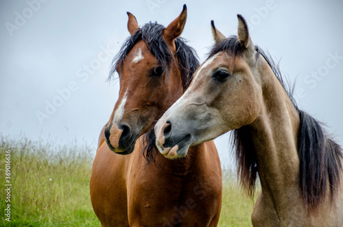 coppia di cavalli © Maddalena