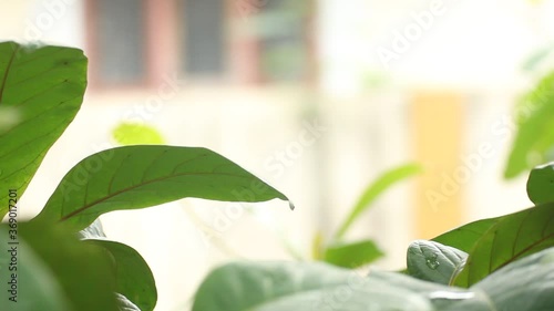 close up green leaves on the window