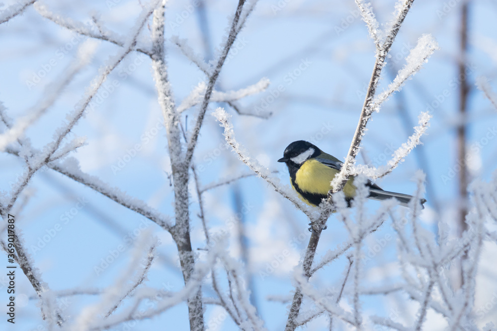 European winter bird Great tit, Parus major, in a frosty forest during a cold and white winter day in Estonian nature, Northern Europe. European winter bird Great tit, Parus major, in a frosty forest during a cold and white winter day in Estonian nature, Northern Europe.