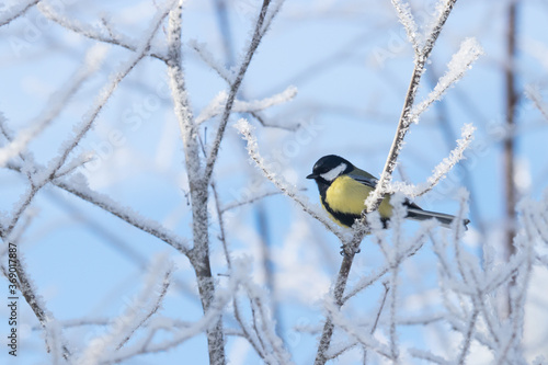 European winter bird Great tit, Parus major, in a frosty forest during a cold and white winter day in Estonian nature, Northern Europe.
