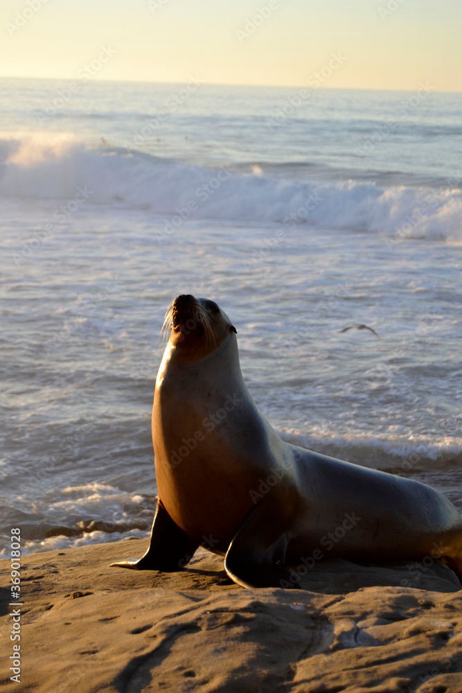 Fototapeta premium León marino en libertad con el atardecer reflejado en el océano de fondo en una playa de California.