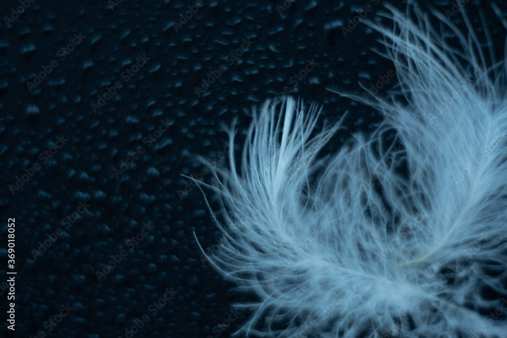 Abstract unfocused white feathers on black background with blurred water drops. Close up image. Soft focus dreamy image. Banner with copy space. Card, notebook cover. Abstract unfocused white feathers on black background with blurred water drops. Close up image. Soft focus dreamy image. Banner with copy space. Card, notebook cover.