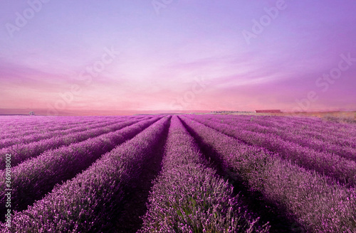 Atardecer sobre los campos violetas de lavanda en un pueblo de Navarra  Espa  a.