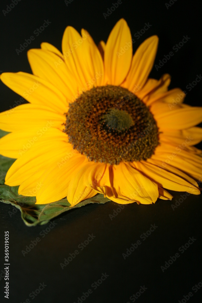 Fototapeta premium an incredible young sunflower on the black background