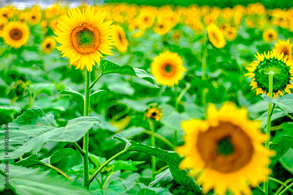 Fototapeta premium 【真夏イメージ】群生するひまわり