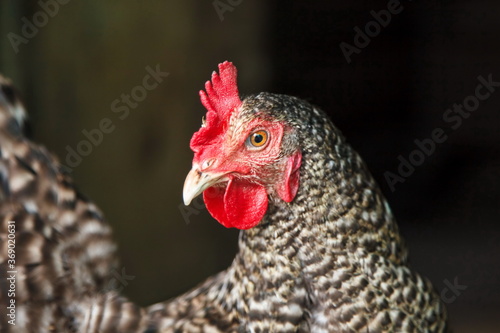 Hen in the farm. Agricultural concept about poultry and agriculture
