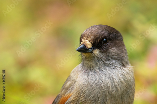 Cute European bird Siberian jay, Perisoreus infaustus, in autumnal taiga forest in Konttainen fell near Ruka, Kuusamo, Northern Finland.  photo