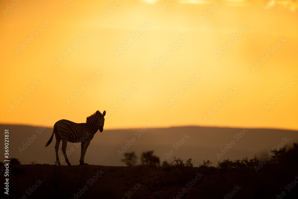 zebra in the sunset zebra in the sunset