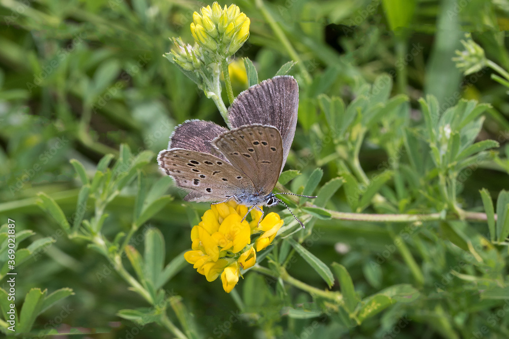 Alcon blue or Alcon large blue (Phengaris alcon) is a butterfly of the