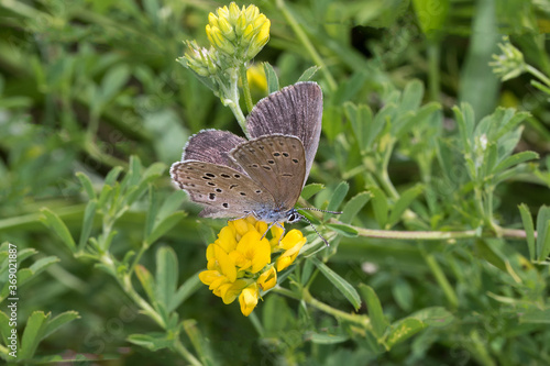 Alcon blue or Alcon large blue (Phengaris alcon)  is a butterfly of the family Lycaenidae