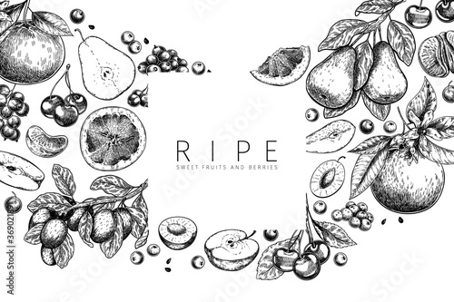 Hand drawn gargen fruits, citrus, and berries. Vector apple, pear, orange, lemon, grapefruit, mandarine, cherry, raspberry, blueberry, strawberry. Engraved illustration. Menu package cosmetic design.