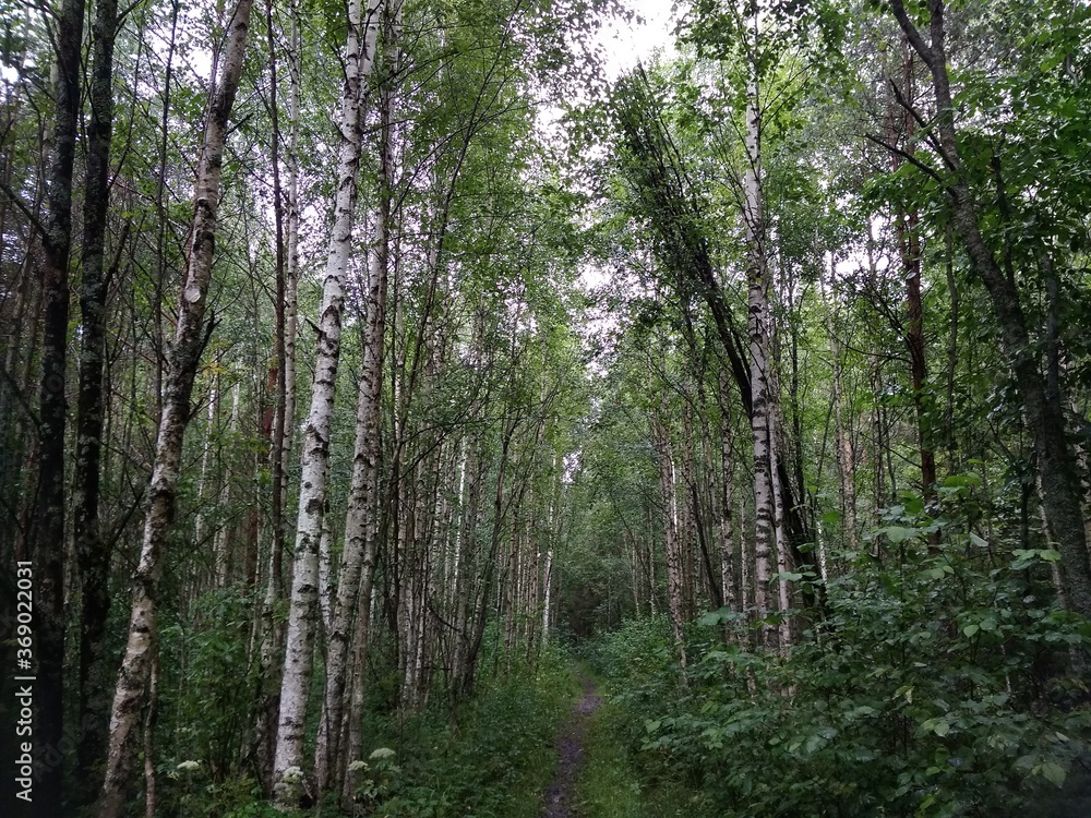trees in the forest trees in the forest