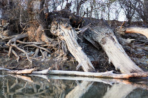 A poplar tree with bare (exposed) roots on the banks of the winter river