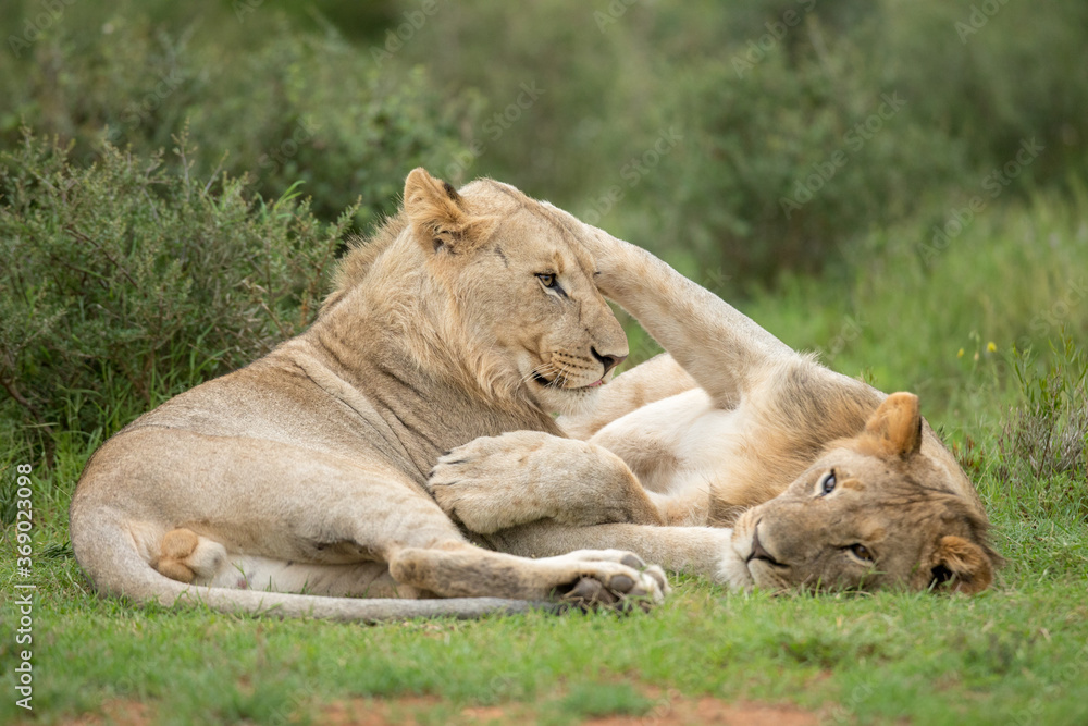 lion and lioness lion and lioness