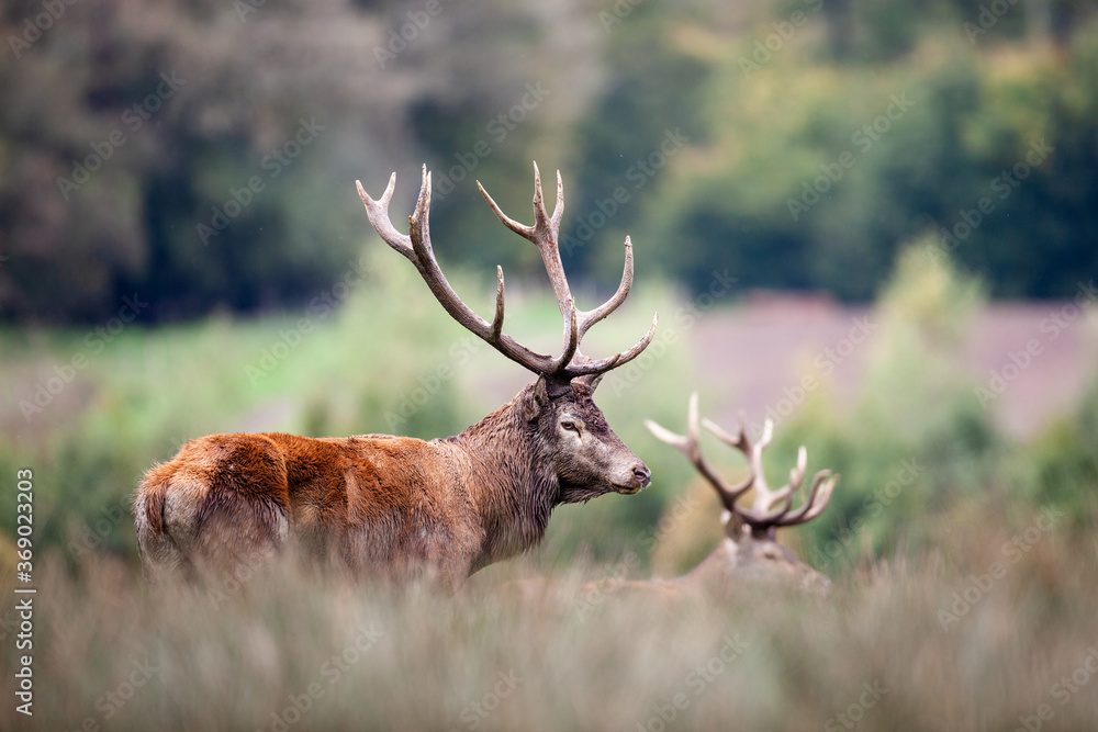 La fierté du cerf La fierté du cerf