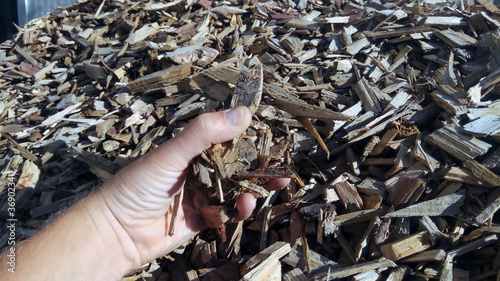 Slika na platnu wood and wood chips - fuel for bio power plants