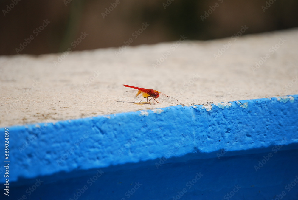 Trithemis Kirbyi, Orange-Winged Dropwing, Dragonfly