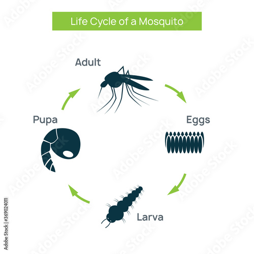 Mosquito life cycle insect. Water breeding egg vector larva aedes